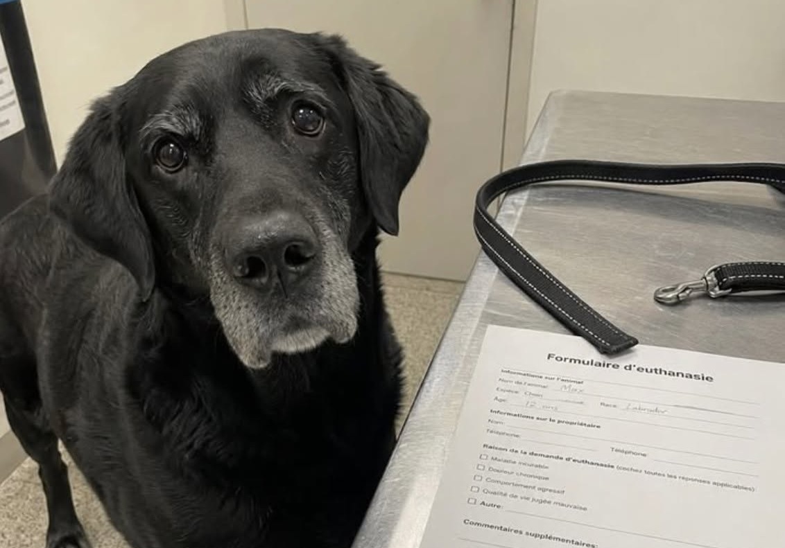 Il labrador Phare, 13 anni, era sano. La veterinaria ha negato l’eutanasia richiesta per un trasloco e lo ha salvato.