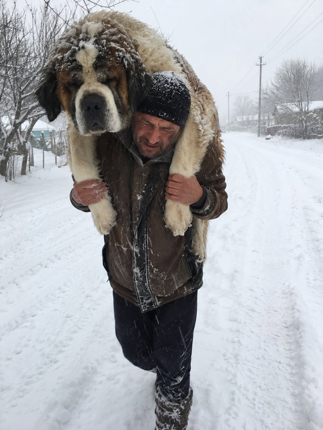 Durante l’evacuazione, la famiglia Novak ha scelto di non abbandonare Bella, anziana San Bernardo stremata dal freddo e dalla fuga.
