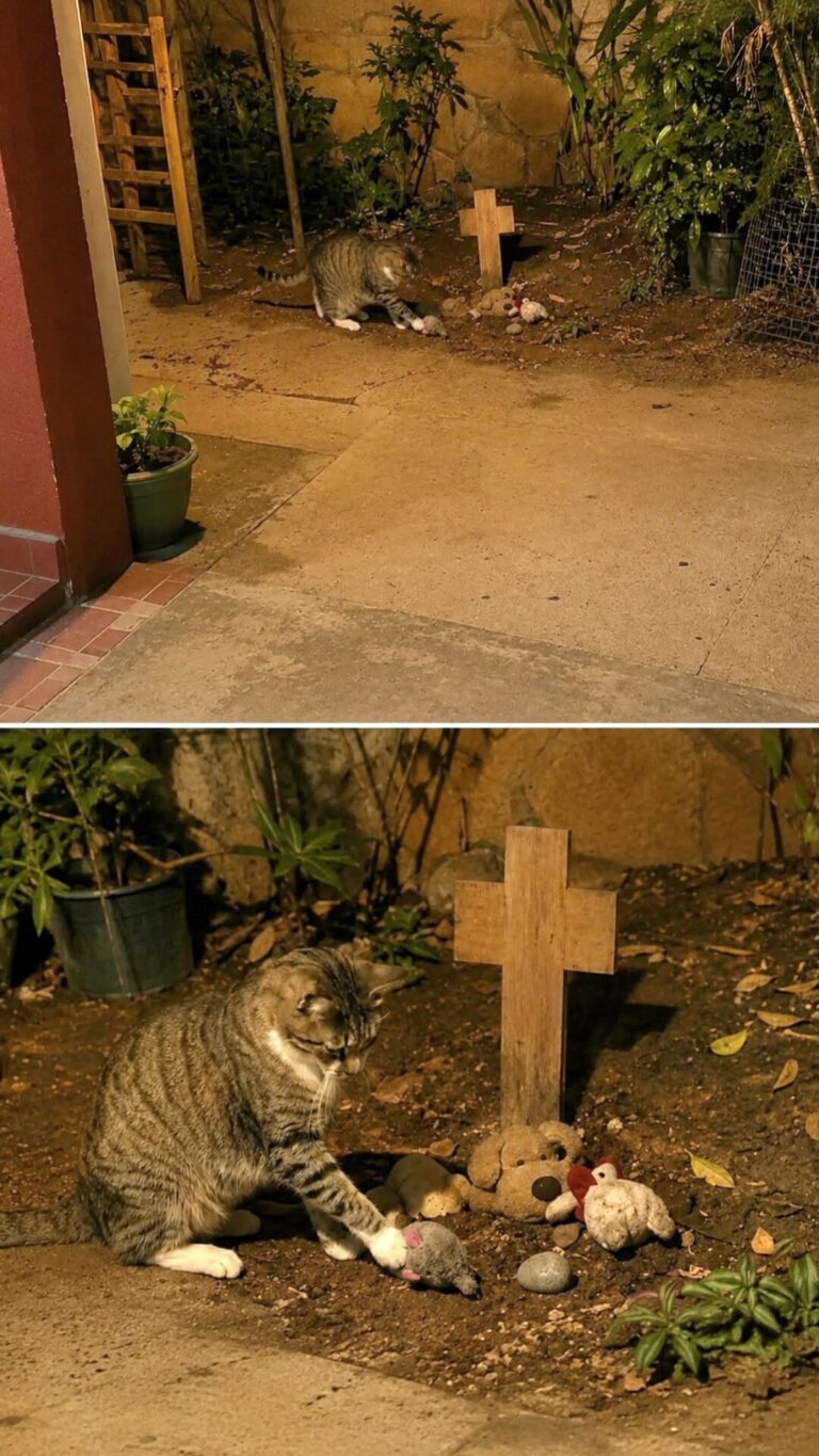 Dopo la morte di Firulais, il gatto ha iniziato a lasciare i suoi giocattoli davanti alla piccola tomba in giardino.
