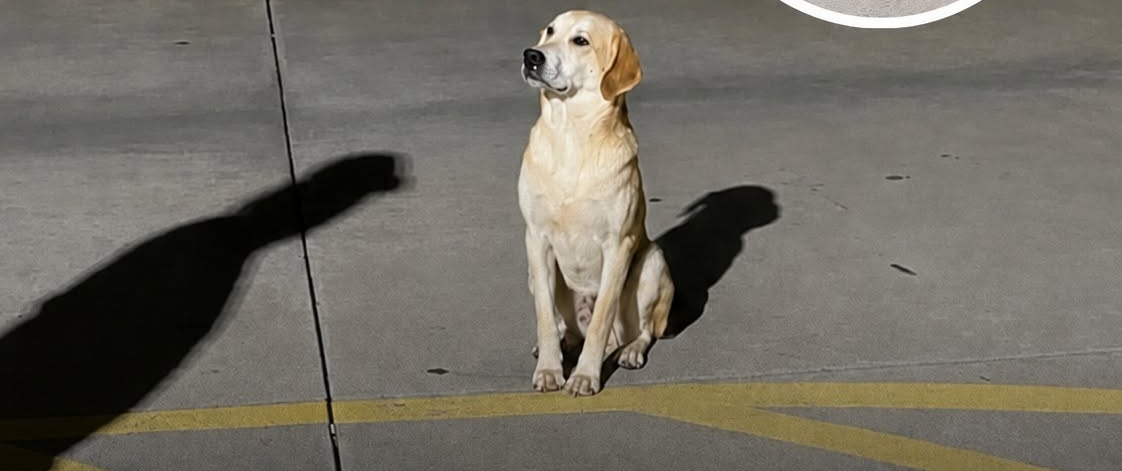 Samson è stato trovato in un parcheggio in Alabama: dopo il salvataggio ha ritrovato fiducia e una nuova famiglia.