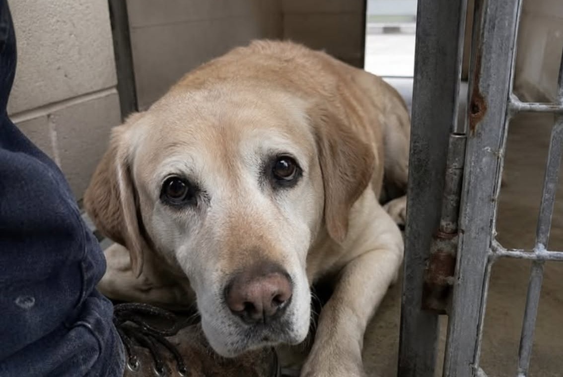 Un ex conduttore cinofilo ha scoperto che Réséda, cane da rilevamento in pensione, viveva da due anni in un rifugio.