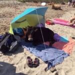 Vitellino cerca ombra sotto un ombrellone sulla spiaggia di Tarifa