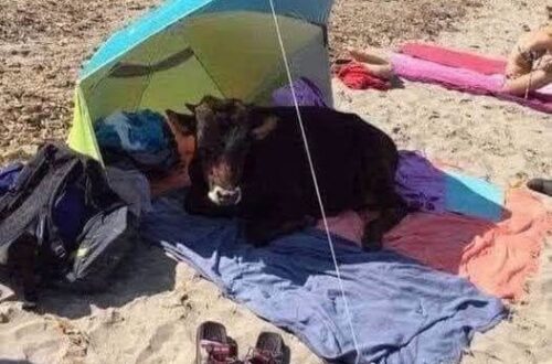 Vitellino cerca ombra sotto un ombrellone sulla spiaggia di Tarifa Sulla spiaggia di Tarifa, un vitellino si è riparato sotto l’ombrellone di un bagnante, sorprendendo i presenti. Sulla spiaggia di Tarifa, una delle mete più frequentate dell’estate spagnola, non sono soltanto i turisti a occupare la sabbia. Da tempo, infatti, lungo quel tratto di costa può capitare di incontrare anche un branco di mucche, abituate a muoversi nei dintorni della riva, a pascolare vicino alla spiaggia o a fermarsi per riposare. La scena più curiosa si è verificata quando un vitellino, evidentemente in cerca di un po’ di fresco, ha scelto come riparo l’ombrellone di un bagnante. L’animale si è sistemato all’ombra, in modo del tutto naturale, mentre intorno a lui le persone presenti osservavano sorprese quella presenza insolita. Il vitellino sulla spiaggia di Tarifa La spiaggia di Tarifa è conosciuta per il mare, il vento e la grande affluenza nei mesi più caldi. In alcune giornate, però, il paesaggio balneare assume un aspetto decisamente meno consueto per la presenza delle mucche che raggiungono la zona. Gli animali camminano lungo la riva, si fermano sulla sabbia e cercano punti tranquilli dove sostare. Non sembrano disturbati dalla presenza dei bagnanti e, allo stesso tempo, chi frequenta quel tratto di costa si trova davanti a una scena lontana dall’immagine classica della spiaggia affollata. Il vitellino, in particolare, ha attirato l’attenzione perché ha individuato nell’ombrellone un riparo perfetto dal sole. Nessuna fuga, nessun comportamento aggressivo: solo la ricerca di ombra in una giornata calda. La sorpresa dei bagnanti Per chi si trovava in spiaggia, vedere un vitellino riposare sotto un ombrellone è stato un episodio difficile da ignorare. La scena ha unito due mondi normalmente separati: quello del turismo balneare e quello degli animali al pascolo. A Tarifa, la convivenza tra spiaggia e natura può regalare immagini inattese. Le mucche che si avvicinano alla riva non cercano attenzione, ma semplicemente spazio, erba nei dintorni e, quando il sole diventa forte, un punto più fresco dove fermarsi. Quel vitellino sotto l’ombrellone ha trasformato una normale giornata al mare in un piccolo episodio da ricordare. Una presenza silenziosa, arrivata senza creare problemi, che ha sorpreso i bagnanti e reso ancora più particolare l’atmosfera della spiaggia.