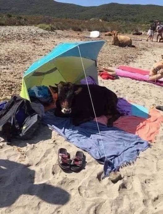 Vitellino cerca ombra sotto un ombrellone sulla spiaggia di Tarifa Sulla spiaggia di Tarifa, un vitellino si è riparato sotto l’ombrellone di un bagnante, sorprendendo i presenti. Sulla spiaggia di Tarifa, una delle mete più frequentate dell’estate spagnola, non sono soltanto i turisti a occupare la sabbia. Da tempo, infatti, lungo quel tratto di costa può capitare di incontrare anche un branco di mucche, abituate a muoversi nei dintorni della riva, a pascolare vicino alla spiaggia o a fermarsi per riposare. La scena più curiosa si è verificata quando un vitellino, evidentemente in cerca di un po’ di fresco, ha scelto come riparo l’ombrellone di un bagnante. L’animale si è sistemato all’ombra, in modo del tutto naturale, mentre intorno a lui le persone presenti osservavano sorprese quella presenza insolita. Il vitellino sulla spiaggia di Tarifa La spiaggia di Tarifa è conosciuta per il mare, il vento e la grande affluenza nei mesi più caldi. In alcune giornate, però, il paesaggio balneare assume un aspetto decisamente meno consueto per la presenza delle mucche che raggiungono la zona. Gli animali camminano lungo la riva, si fermano sulla sabbia e cercano punti tranquilli dove sostare. Non sembrano disturbati dalla presenza dei bagnanti e, allo stesso tempo, chi frequenta quel tratto di costa si trova davanti a una scena lontana dall’immagine classica della spiaggia affollata. Il vitellino, in particolare, ha attirato l’attenzione perché ha individuato nell’ombrellone un riparo perfetto dal sole. Nessuna fuga, nessun comportamento aggressivo: solo la ricerca di ombra in una giornata calda. La sorpresa dei bagnanti Per chi si trovava in spiaggia, vedere un vitellino riposare sotto un ombrellone è stato un episodio difficile da ignorare. La scena ha unito due mondi normalmente separati: quello del turismo balneare e quello degli animali al pascolo. A Tarifa, la convivenza tra spiaggia e natura può regalare immagini inattese. Le mucche che si avvicinano alla riva non cercano attenzione, ma semplicemente spazio, erba nei dintorni e, quando il sole diventa forte, un punto più fresco dove fermarsi. Quel vitellino sotto l’ombrellone ha trasformato una normale giornata al mare in un piccolo episodio da ricordare. Una presenza silenziosa, arrivata senza creare problemi, che ha sorpreso i bagnanti e reso ancora più particolare l’atmosfera della spiaggia.