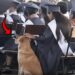 Nelle Filippine, Browny ha accompagnato Jamaica Cabral durante la laurea, restando al suo fianco per tutta la cerimonia.
