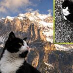 Escursionista ferito segue un gatto e ritrova la strada sulle Alpi svizzere