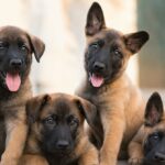 Cani esclusi dall’addestramento in polizia perché troppo dolci: per loro si apre l’adozione