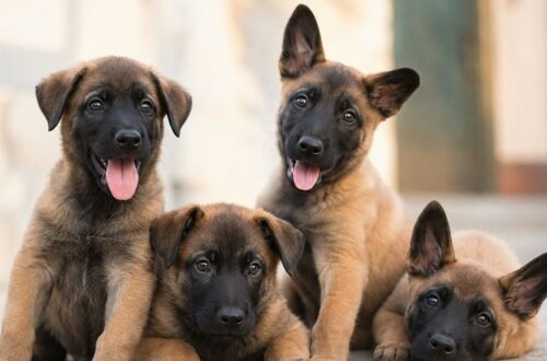 Alcuni cuccioli non proseguono il percorso operativo perché troppo socievoli, ma possono diventare perfetti compagni di famiglia.