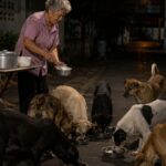 Prepara cibo per venderlo e con gli avanzi ogni notte sfama i cani randagi