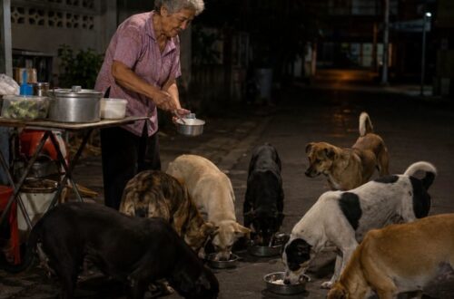 In Messico, una donna ha scelto di condividere il cibo rimasto dal lavoro con i cani randagi che ogni sera la aspettavano.