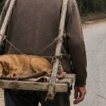 Senza auto né trasportino, Don Pancho salva il rientro della sua cagnolina con una barella fatta di legno e corda