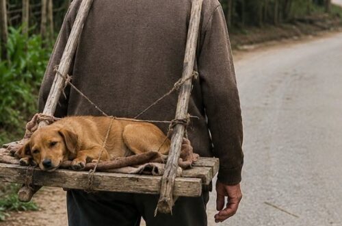 A Temamatla, Francisco Méndez ha trasportato la sua cagnolina dopo la sterilizzazione usando una barella improvvisata.