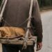 A Temamatla, Francisco Méndez ha trasportato la sua cagnolina dopo la sterilizzazione usando una barella improvvisata.