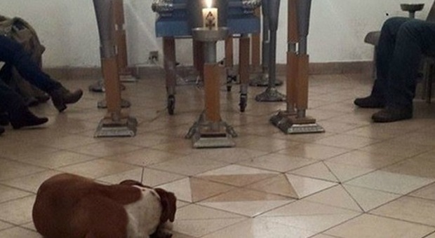 Margarita Suárez aveva dedicato anni agli animali abbandonati. Dopo la sua morte, alcuni cani si sono presentati alla funeraria.