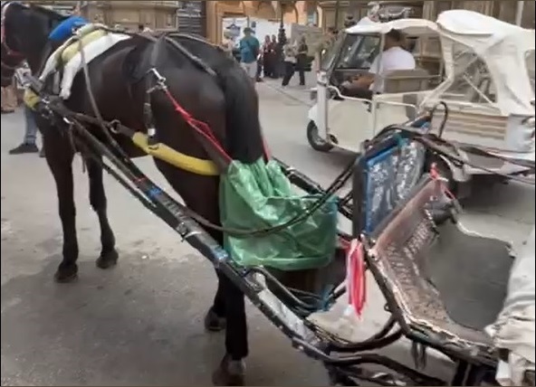 Il dibattito sulle carrozze trainate da cavalli torna al centro dell’attenzione per le condizioni di lavoro degli animali nelle città.