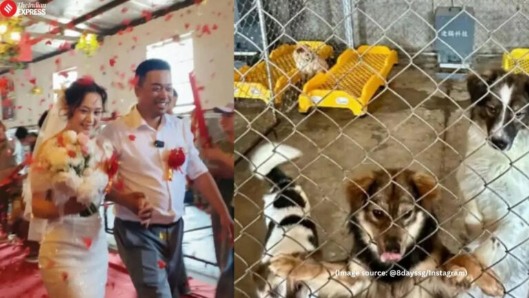 Yang e Zhao hanno celebrato il matrimonio nel loro rifugio in Cina, circondati dai cani che curano ogni giorno.