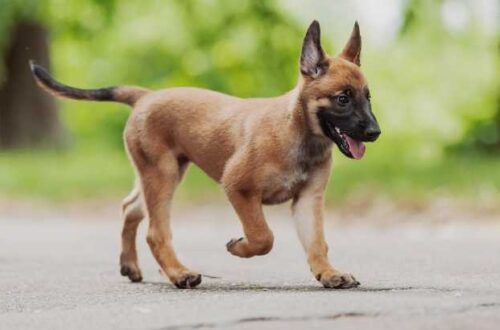 Scomparso da cucciolo a Beaune, Bandit è stato identificato a Fabrègues e ha potuto riabbracciare Farid dopo mesi di distanza.