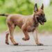 Scomparso da cucciolo a Beaune, Bandit è stato identificato a Fabrègues e ha potuto riabbracciare Farid dopo mesi di distanza.