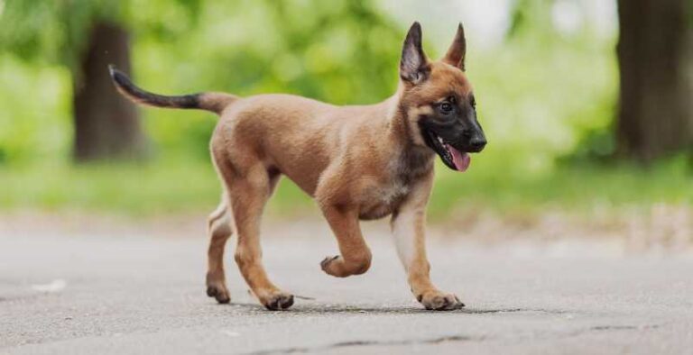 Scomparso da cucciolo a Beaune, Bandit è stato identificato a Fabrègues e ha potuto riabbracciare Farid dopo mesi di distanza.