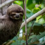 Costa Rica chiude gli ultimi zoo statali e trasferisce gli animali nei santuari