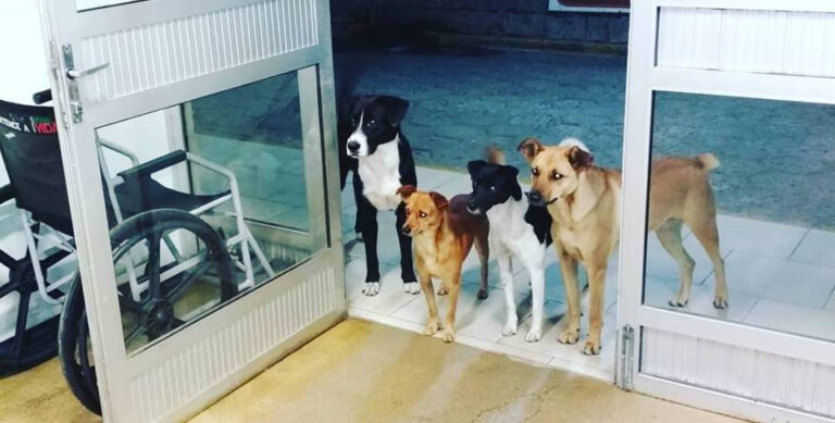 I quattro cani di Cézar Gonçalves sono rimasti davanti all’ospedale di Rio do Sul, aspettando l’uomo che li aveva sempre protetti.