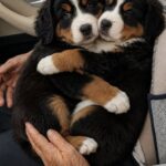 Vanno al rifugio per un cucciolo ma quei fratellini non riuscivano a separarsi