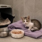 Gattino randagio sterilizzato a quattro mesi: il dubbio dopo l’intervento, rilasciarlo o provare ad abituarlo alla casa