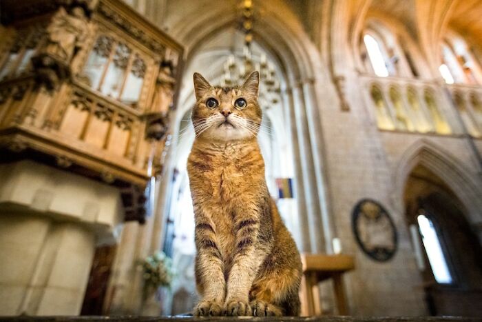 Il gatto Deacon lasciava casa ogni domenica mattina: la proprietaria lo ha seguito e lo ha trovato seduto in chiesa a Savannah.