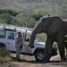 Dopo la scomparsa di Lawrence Anthony, due branchi di elefanti raggiunsero la sua casa nella riserva sudafricana di Thula Thula.