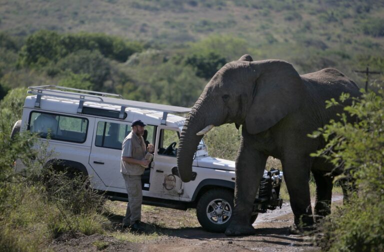 Dopo la scomparsa di Lawrence Anthony, due branchi di elefanti raggiunsero la sua casa nella riserva sudafricana di Thula Thula.