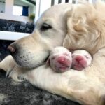 Trova una cagnolina con due cuccioli sulla strada e decide di salvarli