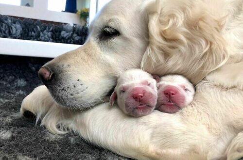 Trova una cagnolina con due cuccioli sulla strada e decide di salvarli Una cagnolina denutrita e i suoi due cuccioli sono stati soccorsi dopo essere stati trovati lungo una strada isolata. Una curva affrontata su una piccola strada a due corsie, poi l’imprevisto: una cagnolina e due cuccioli comparsi all’improvviso davanti all’auto. La conducente è riuscita a frenare in tempo, evitando l’impatto, e si è fermata nel parcheggio di una chiesa vicina per capire in quali condizioni si trovassero gli animali. La scena era difficile da ignorare. La femmina adulta appariva estremamente magra, con il corpo segnato dalla fame e dalla stanchezza. I piccoli, spaventati, si muovevano in modo disordinato, senza lasciarsi avvicinare facilmente. La donna ha provato a chiamarli con calma, cercando di guadagnare la loro fiducia, ma la madre continuava a controllare ogni movimento. La cagnolina salvata con i suoi cuccioli In un primo momento, la donna ha pensato che potesse trattarsi di un animale selvatico. Solo avvicinandosi meglio ha capito che davanti a lei c’era probabilmente una femmina di Pastore Tedesco, provata da giorni, forse settimane, di abbandono o trascuratezza. Il tentativo di far salire i cuccioli in auto non è stato semplice. La madre, pur esausta, restava vigile e diffidente, mentre i piccoli correvano impauriti. A quel punto la donna ha chiamato il marito, che è arrivato poco dopo con il suo camion. Insieme sono riusciti a mettere in sicurezza la cagnolina e i due cuccioli, portandoli a casa. Una volta arrivati, li hanno sistemati nel garage con coperte e cibo. I cuccioli hanno mangiato subito, affamati. La madre, invece, è rimasta inizialmente in disparte. Li osservava, controllava che fossero al sicuro e solo dopo, quando i piccoli si sono addormentati uno accanto all’altro, si è avvicinata alla ciotola. Mangiava lentamente, con le zampe che tremavano per la debolezza. Beveva a piccoli sorsi, come se anche quel gesto richiedesse uno sforzo enorme. Per la coppia, quel momento ha confermato quanto fosse grave la situazione in cui l’animale era stato trovato. I cuccioli adottati e la scelta di tenerla in famiglia Nelle settimane successive, i due cuccioli hanno trovato una nuova sistemazione presso famiglie pronte ad accoglierli. Per la loro madre, però, la storia ha preso un’altra direzione. Il marito della donna si era ormai affezionato a lei e non ha voluto separarsene. La cagnolina è rimasta in casa, diventando parte della famiglia. Con il tempo ha recuperato peso, fiducia e serenità. Due anni dopo il salvataggio, ha anche aiutato la coppia a prendersi cura di quattro gattini, mostrando un istinto protettivo rimasto intatto nonostante ciò che aveva vissuto prima di essere trovata. Alla prima visita veterinaria, la coppia ha scoperto che si trattava di un Pastore Tedesco di razza pura, con caratteristiche molto vicine agli standard della razza. Una circostanza che ha reso ancora più evidente il sospetto di un passato fatto di incuria e maltrattamenti. Nonostante questo, i nuovi proprietari non hanno mai cercato di risalire a chi l’avesse avuta prima. Dodici anni dopo il salvataggio La cagnolina è morta l’anno scorso, dodici anni dopo quel giorno sulla strada. La famiglia conserva il ricordo della sua ultima estate e di un legame nato da un incontro improvviso, in un momento in cui lei e i suoi cuccioli avevano bisogno di aiuto immediato. Per la donna che l’ha soccorsa, quel salvataggio ha cambiato anche il modo di guardare agli animali. Pur essendosi sempre sentita più legata ai gatti, ha trovato in quella cagnolina una presenza fedele, capace di entrare nella vita della famiglia con discrezione e forza. La decisione presa in pochi minuti, dopo una frenata improvvisa, si è trasformata in dodici anni di convivenza. Una storia nata da una strada isolata e proseguita dentro una casa, dove una madre stremata ha potuto finalmente sentirsi al sicuro.