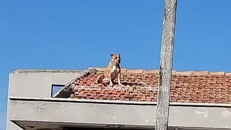 Un cane magro e trascurato sarebbe stato lasciato incatenato su un tetto per giorni, nonostante le segnalazioni dei vicini.