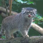 Gatto di Pallas fotografato nell’Himalaya orientale: il felino fantasma riappare ad alta quota