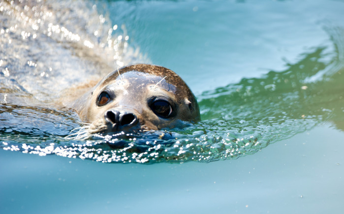 L’uomo era finito nell’oceano al largo della California senza giubbotto: una foca gli è rimasta vicino durante la traversata.