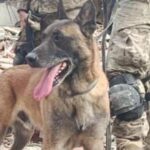 Bambino salvato con il suo cane dopo 14 giorni sotto le macerie in Venezuela, “Sono vivo grazie al mio cane”