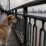 Il cane resta quattro giorni sul ponte di Wuhan dopo la morte del proprietario
