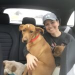 Si fermano in autostrada per una cagnolina denutrita: poco dopo scoprono cinque cuccioli nascosti