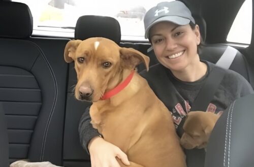 Si fermano in autostrada per una cagnolina denutrita: poco dopo scoprono cinque cuccioli nascosti Una coppia soccorre una cagnolina vicino alla strada e trova i suoi cinque cuccioli nascosti tra l’erba alta. Nel caldo di un pomeriggio d’estate, lungo un tratto apparentemente tranquillo di autostrada, Lily e Aaron hanno notato qualcosa che non poteva essere ignorato. A pochi metri dal bordo della carreggiata c’era una cagnolina in evidente difficoltà. Era magra, impaurita, con il pelo sporco e arruffato. Restava vicina alla strada, esposta al passaggio delle auto, come se non avesse più la forza di allontanarsi. La coppia ha rallentato e poi ha accostato. Una decisione presa in pochi secondi, dettata dalla preoccupazione per quell’animale che sembrava chiedere aiuto senza riuscire ad avvicinarsi. Lily è scesa dall’auto con una bottiglietta d’acqua e ha provato ad avvicinarsi lentamente, evitando movimenti bruschi. La cagnolina, però, non si è lasciata prendere subito. Ha arretrato di qualche passo, poi si è voltata verso un sentiero che si apriva tra l’erba alta. Subito dopo ha guardato di nuovo la coppia. Un comportamento insolito, che ha spinto Lily e Aaron a seguirla con cautela. La cagnolina soccorsa vicino all’autostrada e la scoperta tra l’erba Pochi metri oltre il margine della strada, nascosti sotto un cespuglio, c’erano cinque cuccioli appena nati. Erano piccoli, indifesi, stretti uno accanto all’altro. La madre li aveva tenuti lontani dalla carreggiata, cercando riparo dove poteva, ma le sue condizioni fisiche mostravano quanto fosse difficile continuare senza aiuto. La scena ha chiarito subito il motivo per cui la cagnolina non si era allontanata davvero. Non stava fuggendo. Stava guidando i due verso i suoi piccoli. Aveva rischiato di avvicinarsi alla strada pur di trovare qualcuno disposto a intervenire. Lily e Aaron hanno raccolto i cuccioli con delicatezza e hanno sistemato l’intera famiglia in auto. La priorità era portarli al sicuro e far visitare la madre, visibilmente provata dalla fame e dalla fatica. La visita dal veterinario e le cure per Hope Dal veterinario è arrivata la conferma: la cagnolina era denutrita, ma era riuscita comunque a mantenere in vita i cuccioli. Aveva dato loro protezione e calore, nonostante le poche energie rimaste. La coppia ha deciso di chiamarla Hope, un nome scelto per segnare l’inizio di una storia diversa. Nelle settimane successive, Lily e Aaron si sono occupati di Hope e dei cinque piccoli. Cibo regolare, controlli veterinari e un ambiente sicuro hanno permesso alla madre di recuperare peso e fiducia. Anche i cuccioli hanno iniziato a crescere, seguiti passo dopo passo fino a quando sono stati abbastanza forti per affrontare una nuova sistemazione. Con il tempo, Hope ha mostrato un carattere dolce e affettuoso. La paura iniziale ha lasciato spazio alla fiducia. I suoi piccoli hanno trovato famiglie pronte ad accoglierli, mentre per lei la destinazione era già scritta. La nuova vita dopo il salvataggio La cagnolina che quel giorno si trovava sola e stremata vicino all’autostrada è rimasta con Lily e Aaron. La coppia che si era fermata per offrirle acqua è diventata la sua famiglia. Il salvataggio, nato da un gesto immediato, ha cambiato il destino di sei animali. Senza quell’accostata, i cuccioli sarebbero rimasti nascosti tra l’erba e la madre avrebbe continuato a esporsi al pericolo nel tentativo di proteggerli. Invece, da quel tratto di strada è cominciata per tutti una seconda possibilità.
