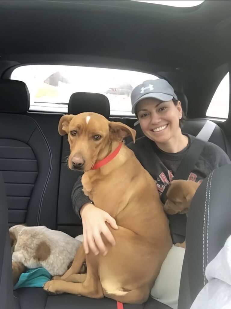 Si fermano in autostrada per una cagnolina denutrita: poco dopo scoprono cinque cuccioli nascosti Una coppia soccorre una cagnolina vicino alla strada e trova i suoi cinque cuccioli nascosti tra l’erba alta. Nel caldo di un pomeriggio d’estate, lungo un tratto apparentemente tranquillo di autostrada, Lily e Aaron hanno notato qualcosa che non poteva essere ignorato. A pochi metri dal bordo della carreggiata c’era una cagnolina in evidente difficoltà. Era magra, impaurita, con il pelo sporco e arruffato. Restava vicina alla strada, esposta al passaggio delle auto, come se non avesse più la forza di allontanarsi. La coppia ha rallentato e poi ha accostato. Una decisione presa in pochi secondi, dettata dalla preoccupazione per quell’animale che sembrava chiedere aiuto senza riuscire ad avvicinarsi. Lily è scesa dall’auto con una bottiglietta d’acqua e ha provato ad avvicinarsi lentamente, evitando movimenti bruschi. La cagnolina, però, non si è lasciata prendere subito. Ha arretrato di qualche passo, poi si è voltata verso un sentiero che si apriva tra l’erba alta. Subito dopo ha guardato di nuovo la coppia. Un comportamento insolito, che ha spinto Lily e Aaron a seguirla con cautela. La cagnolina soccorsa vicino all’autostrada e la scoperta tra l’erba Pochi metri oltre il margine della strada, nascosti sotto un cespuglio, c’erano cinque cuccioli appena nati. Erano piccoli, indifesi, stretti uno accanto all’altro. La madre li aveva tenuti lontani dalla carreggiata, cercando riparo dove poteva, ma le sue condizioni fisiche mostravano quanto fosse difficile continuare senza aiuto. La scena ha chiarito subito il motivo per cui la cagnolina non si era allontanata davvero. Non stava fuggendo. Stava guidando i due verso i suoi piccoli. Aveva rischiato di avvicinarsi alla strada pur di trovare qualcuno disposto a intervenire. Lily e Aaron hanno raccolto i cuccioli con delicatezza e hanno sistemato l’intera famiglia in auto. La priorità era portarli al sicuro e far visitare la madre, visibilmente provata dalla fame e dalla fatica. La visita dal veterinario e le cure per Hope Dal veterinario è arrivata la conferma: la cagnolina era denutrita, ma era riuscita comunque a mantenere in vita i cuccioli. Aveva dato loro protezione e calore, nonostante le poche energie rimaste. La coppia ha deciso di chiamarla Hope, un nome scelto per segnare l’inizio di una storia diversa. Nelle settimane successive, Lily e Aaron si sono occupati di Hope e dei cinque piccoli. Cibo regolare, controlli veterinari e un ambiente sicuro hanno permesso alla madre di recuperare peso e fiducia. Anche i cuccioli hanno iniziato a crescere, seguiti passo dopo passo fino a quando sono stati abbastanza forti per affrontare una nuova sistemazione. Con il tempo, Hope ha mostrato un carattere dolce e affettuoso. La paura iniziale ha lasciato spazio alla fiducia. I suoi piccoli hanno trovato famiglie pronte ad accoglierli, mentre per lei la destinazione era già scritta. La nuova vita dopo il salvataggio La cagnolina che quel giorno si trovava sola e stremata vicino all’autostrada è rimasta con Lily e Aaron. La coppia che si era fermata per offrirle acqua è diventata la sua famiglia. Il salvataggio, nato da un gesto immediato, ha cambiato il destino di sei animali. Senza quell’accostata, i cuccioli sarebbero rimasti nascosti tra l’erba e la madre avrebbe continuato a esporsi al pericolo nel tentativo di proteggerli. Invece, da quel tratto di strada è cominciata per tutti una seconda possibilità.