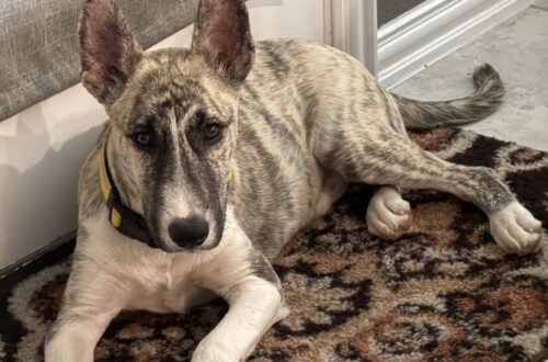 Il cane era spaventato e ancora molto giovane. L’incontro con la sua nuova famiglia ha cambiato il suo percorso.
