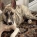 Il cane era spaventato e ancora molto giovane. L’incontro con la sua nuova famiglia ha cambiato il suo percorso.