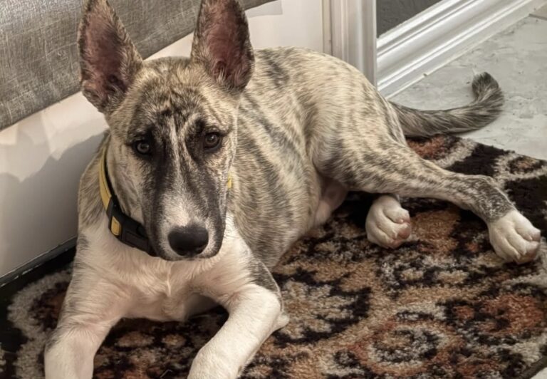 Il cane era spaventato e ancora molto giovane. L’incontro con la sua nuova famiglia ha cambiato il suo percorso.