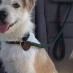 Max trovato sotto la pioggia dietro un cassonetto: oggi vive in casa con la famiglia che lo ha salvato