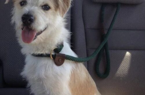 Il cane era bagnato, tremante e senza forze. Dopo settimane di cure ha ritrovato fiducia e sicurezza.