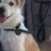 Il cane era bagnato, tremante e senza forze. Dopo settimane di cure ha ritrovato fiducia e sicurezza.