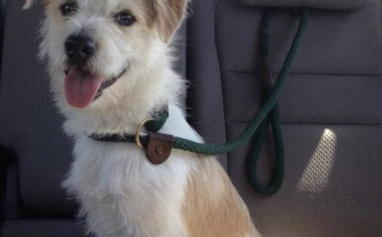 Il cane era bagnato, tremante e senza forze. Dopo settimane di cure ha ritrovato fiducia e sicurezza.