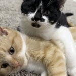 Due gatti arrivano separati al rifugio e diventano inseparabili: adottati solo insieme