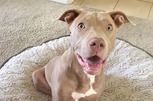 Cane adottato dopo giorni in strada: ora scopre per la prima volta il calore di una casa Il cane viveva tra freddo, fame e paura. Dopo l’adozione, sta lentamente imparando a fidarsi della sua nuova famiglia. È rimasto seduto sul tappeto per diversi minuti, quasi immobile, con gli occhi spalancati e lo sguardo di chi non riesce ancora a capire se quel cambiamento sia reale. Intorno a lui c’erano una casa silenziosa, ciotole piene, una luce morbida dalla finestra e un letto pronto ad accoglierlo. Tutto nuovo. Tutto distante dalla vita che aveva conosciuto fino a pochi giorni prima. Prima dell’adozione, la sua quotidianità era fatta di strada, pioggia e fame. Dormiva sull’asfalto, cercava riparo dove poteva e osservava il passaggio delle persone senza aspettarsi più nulla. Aveva imparato a restare invisibile, a non chiedere, a sopportare. Poi qualcuno si è fermato davvero davanti a lui. Il cane adottato dopo la vita in strada Quando è stato visto per la prima volta, era solo e tremava. Non mostrava agitazione, ma una stanchezza più profonda: quella di un animale che aveva già smesso di sperare. Il suo sguardo, spento e rassegnato, ha colpito subito la persona che poi ha deciso di adottarlo. “L'ho appena adottato. Quando l'ho visto, solo, tremante, ho capito. Ho incrociato quello sguardo, quello di un cane che non si aspettava più nulla dalla vita. Uno sguardo rassegnato, spento. E non lo dimenticherò mai. In quel momento, mi è stato chiaro che non potevo lasciarlo lì.” Da quel momento è iniziato un percorso nuovo, fatto di attenzioni semplici ma decisive. Un tetto sopra la testa, cibo regolare, acqua pulita, un posto caldo dove dormire. Per un cane abituato al freddo e all’incertezza, anche i gesti più normali possono sembrare difficili da comprendere. I primi giorni nella nuova casa Il passaggio dalla strada a una famiglia non cancella subito la paura. Nei primi giorni, il cane è apparso ancora smarrito. Guardava ogni oggetto con cautela: le pareti, le ciotole, il giardino, il tappeto sotto le zampe. Non era abituato alla sicurezza, né alla presenza costante di qualcuno pronto ad accarezzarlo. Poco alla volta, però, qualcosa sta cambiando. Si rilassa un po’ di più, si avvicina senza la stessa esitazione, inizia a capire che il cibo non sparirà e che nessuno lo manderà via. La casa sta diventando un luogo riconoscibile, non più uno spazio sconosciuto da osservare con diffidenza. Il giardino, dove può finalmente muoversi libero, rappresenta un’altra scoperta. Dopo giorni passati tra asfalto e pioggia, poter correre senza paura è uno dei segnali più evidenti della nuova vita appena cominciata. Un legame nato dall’adozione Chi lo ha accolto racconta di essere felice, ma anche consapevole che il percorso richiederà pazienza. La fiducia di un animale ferito non arriva tutta insieme. Si costruisce nei momenti ordinari: una voce calma, una mano tesa, una ciotola piena, una notte trascorsa al caldo. “E io? Io sono felice. Perché in realtà, non sono stato solo io a scegliere lui. Anche lui, in un certo senso, ha scelto me. Questo legame che sta crescendo tra noi è più forte di ogni cosa. Ci stiamo ricostruendo, insieme. E ogni battito rassicurato del suo cuore è già diventato un'immensa vittoria.” Oggi quel cane è ancora un po’ sorpreso dalla tranquillità che lo circonda. Ma la paura comincia a lasciare spazio alla sicurezza. La strada è ormai alle spalle, mentre davanti ci sono una famiglia, una casa e il tempo necessario per tornare a fidarsi.