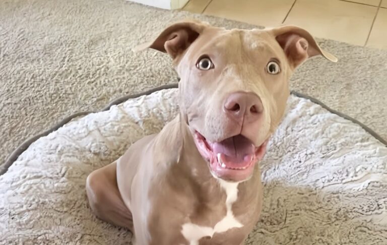 Cane adottato dopo giorni in strada: ora scopre per la prima volta il calore di una casa Il cane viveva tra freddo, fame e paura. Dopo l’adozione, sta lentamente imparando a fidarsi della sua nuova famiglia. È rimasto seduto sul tappeto per diversi minuti, quasi immobile, con gli occhi spalancati e lo sguardo di chi non riesce ancora a capire se quel cambiamento sia reale. Intorno a lui c’erano una casa silenziosa, ciotole piene, una luce morbida dalla finestra e un letto pronto ad accoglierlo. Tutto nuovo. Tutto distante dalla vita che aveva conosciuto fino a pochi giorni prima. Prima dell’adozione, la sua quotidianità era fatta di strada, pioggia e fame. Dormiva sull’asfalto, cercava riparo dove poteva e osservava il passaggio delle persone senza aspettarsi più nulla. Aveva imparato a restare invisibile, a non chiedere, a sopportare. Poi qualcuno si è fermato davvero davanti a lui. Il cane adottato dopo la vita in strada Quando è stato visto per la prima volta, era solo e tremava. Non mostrava agitazione, ma una stanchezza più profonda: quella di un animale che aveva già smesso di sperare. Il suo sguardo, spento e rassegnato, ha colpito subito la persona che poi ha deciso di adottarlo. “L'ho appena adottato. Quando l'ho visto, solo, tremante, ho capito. Ho incrociato quello sguardo, quello di un cane che non si aspettava più nulla dalla vita. Uno sguardo rassegnato, spento. E non lo dimenticherò mai. In quel momento, mi è stato chiaro che non potevo lasciarlo lì.” Da quel momento è iniziato un percorso nuovo, fatto di attenzioni semplici ma decisive. Un tetto sopra la testa, cibo regolare, acqua pulita, un posto caldo dove dormire. Per un cane abituato al freddo e all’incertezza, anche i gesti più normali possono sembrare difficili da comprendere. I primi giorni nella nuova casa Il passaggio dalla strada a una famiglia non cancella subito la paura. Nei primi giorni, il cane è apparso ancora smarrito. Guardava ogni oggetto con cautela: le pareti, le ciotole, il giardino, il tappeto sotto le zampe. Non era abituato alla sicurezza, né alla presenza costante di qualcuno pronto ad accarezzarlo. Poco alla volta, però, qualcosa sta cambiando. Si rilassa un po’ di più, si avvicina senza la stessa esitazione, inizia a capire che il cibo non sparirà e che nessuno lo manderà via. La casa sta diventando un luogo riconoscibile, non più uno spazio sconosciuto da osservare con diffidenza. Il giardino, dove può finalmente muoversi libero, rappresenta un’altra scoperta. Dopo giorni passati tra asfalto e pioggia, poter correre senza paura è uno dei segnali più evidenti della nuova vita appena cominciata. Un legame nato dall’adozione Chi lo ha accolto racconta di essere felice, ma anche consapevole che il percorso richiederà pazienza. La fiducia di un animale ferito non arriva tutta insieme. Si costruisce nei momenti ordinari: una voce calma, una mano tesa, una ciotola piena, una notte trascorsa al caldo. “E io? Io sono felice. Perché in realtà, non sono stato solo io a scegliere lui. Anche lui, in un certo senso, ha scelto me. Questo legame che sta crescendo tra noi è più forte di ogni cosa. Ci stiamo ricostruendo, insieme. E ogni battito rassicurato del suo cuore è già diventato un'immensa vittoria.” Oggi quel cane è ancora un po’ sorpreso dalla tranquillità che lo circonda. Ma la paura comincia a lasciare spazio alla sicurezza. La strada è ormai alle spalle, mentre davanti ci sono una famiglia, una casa e il tempo necessario per tornare a fidarsi.